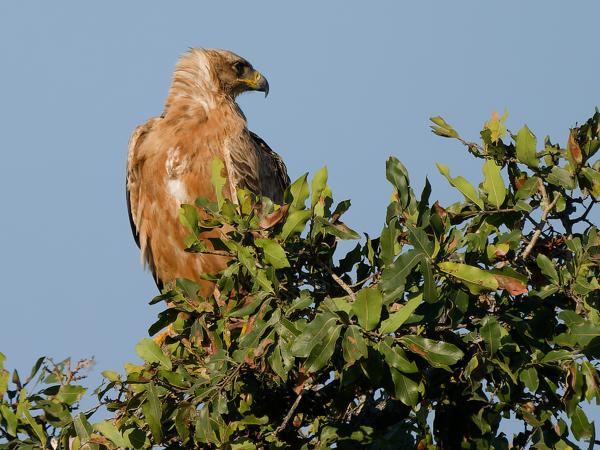 Savannearend (Aquila rapax)